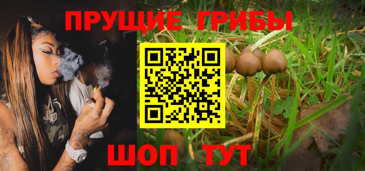 Псилоцибиновые грибы Cubensis Джанкой